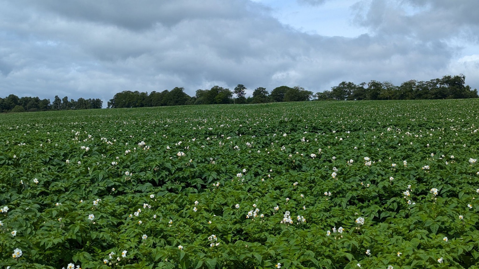 A seed potato crop in flower under a Scottish sky